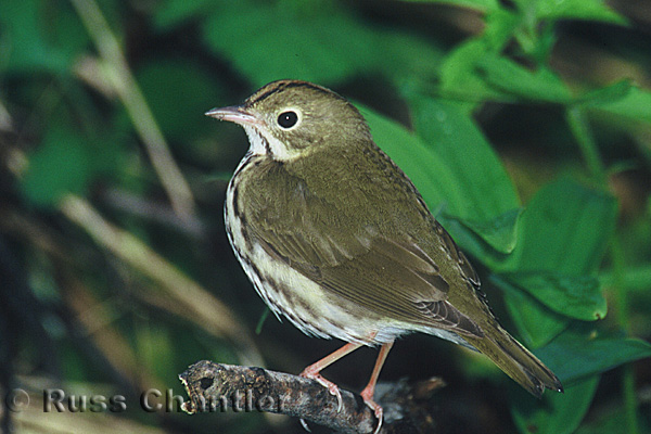 Ovenbird &copy; Russ Chantler